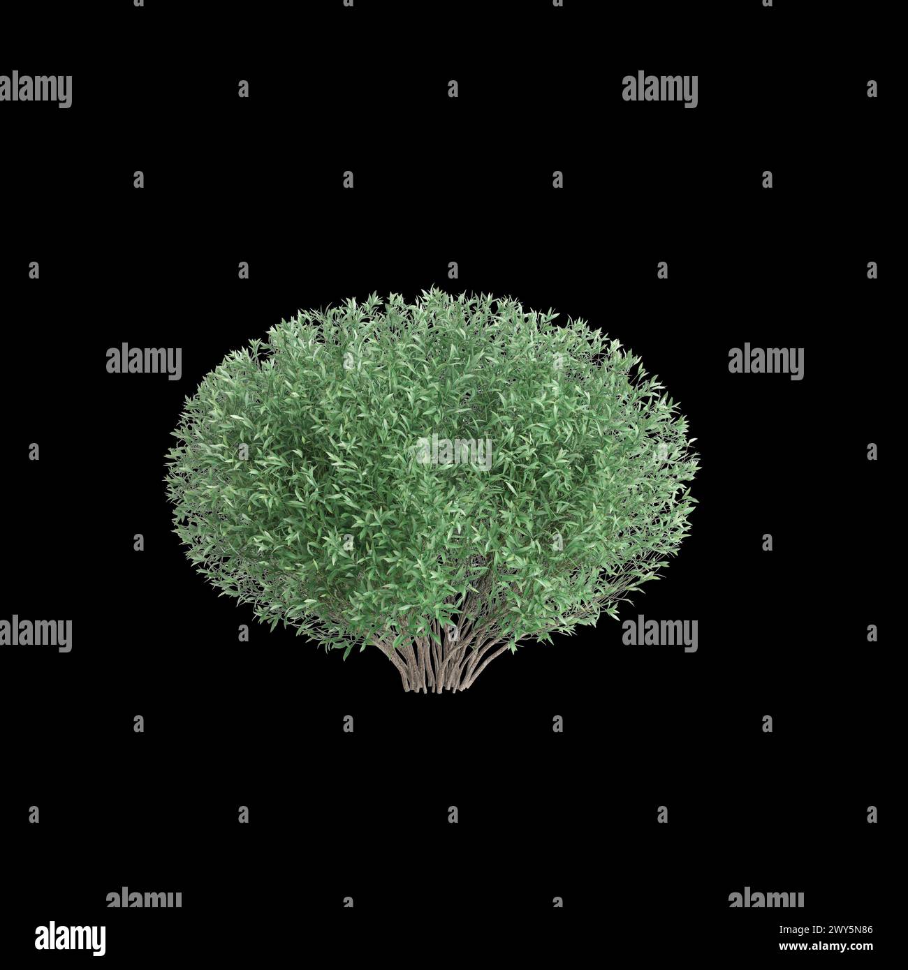 3d illustration of Salix purpurea bush isolated on black background Stock Photo