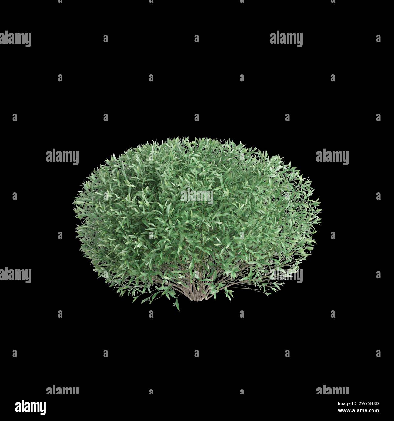 3d illustration of Salix purpurea bush isolated on black background Stock Photo