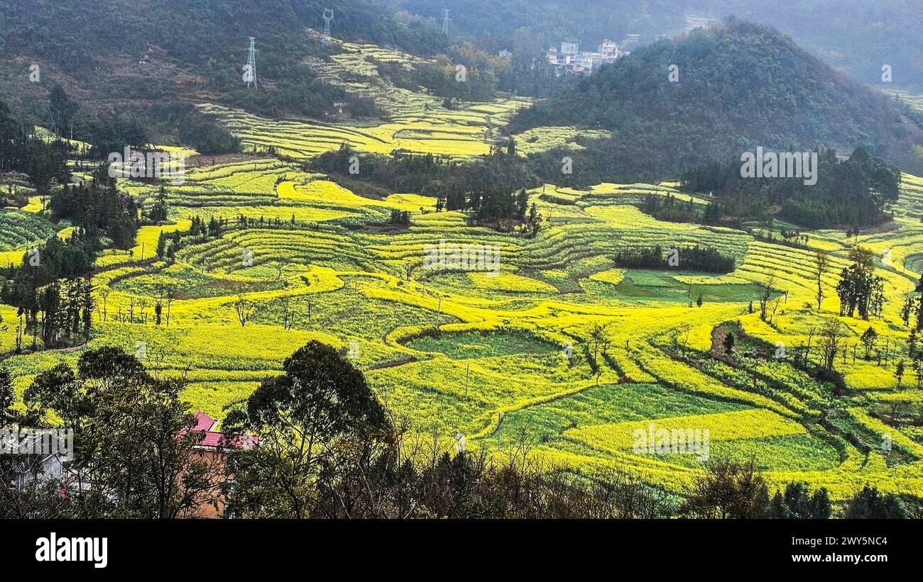 A hill covered with various crops in Luosi Field, Luoping China Stock Photo