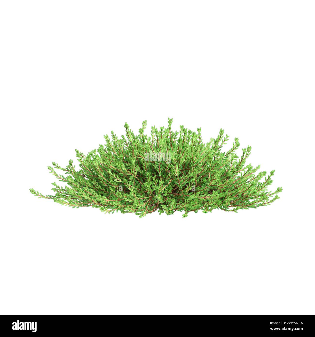 3d illustration of Empetrum nigrum bush isolated on white background Stock Photo
