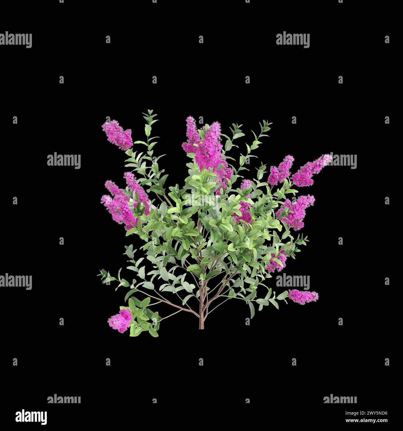 3d illustration of Spiraea douglasii bush isolated on black background Stock Photo