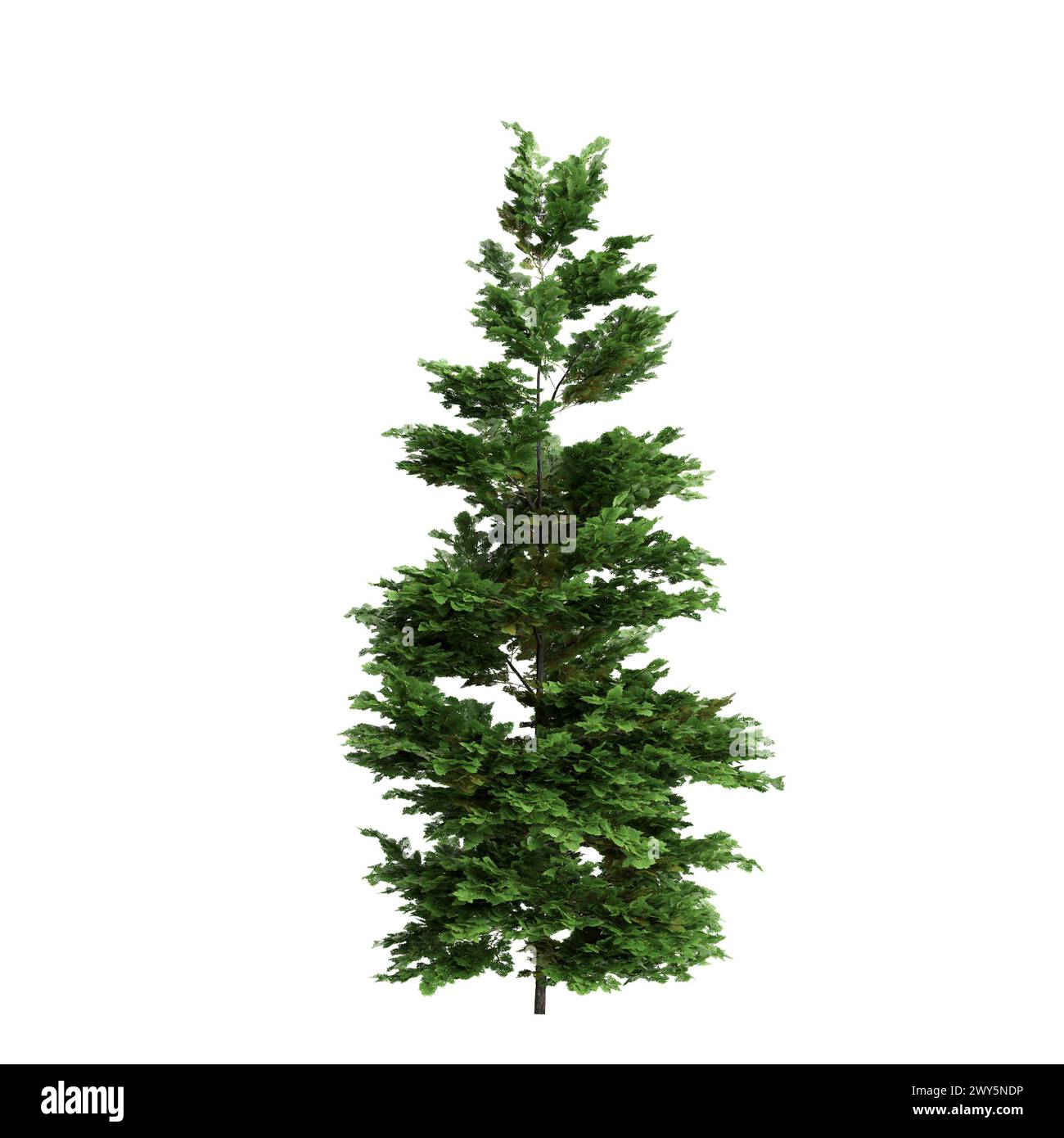 3d illustration of Chamaecyparis obtusa tree isolated on white background Stock Photo