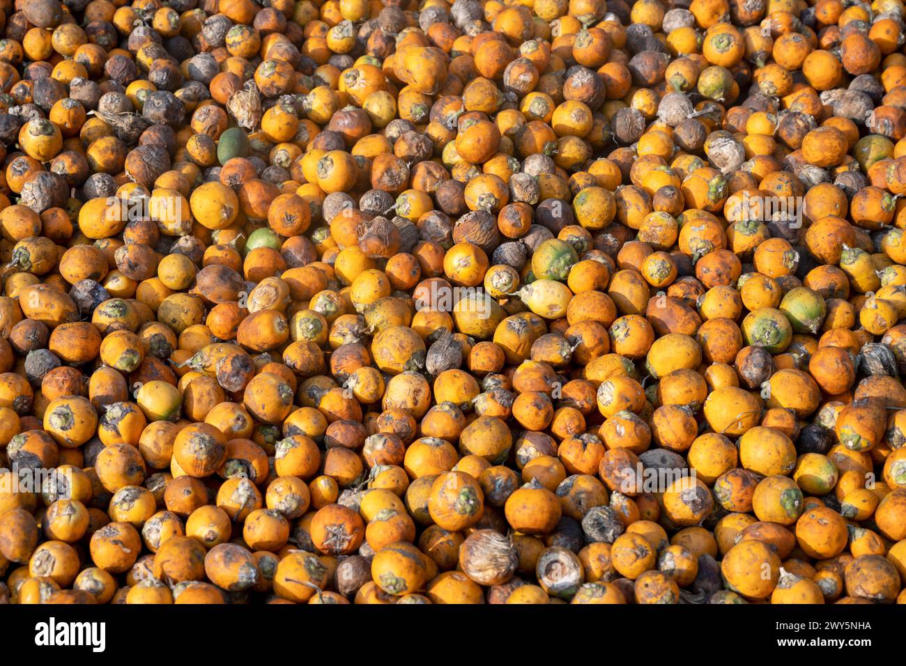 Indien, Goa, Ponda, Sahakari Spice Farm Stock Photo