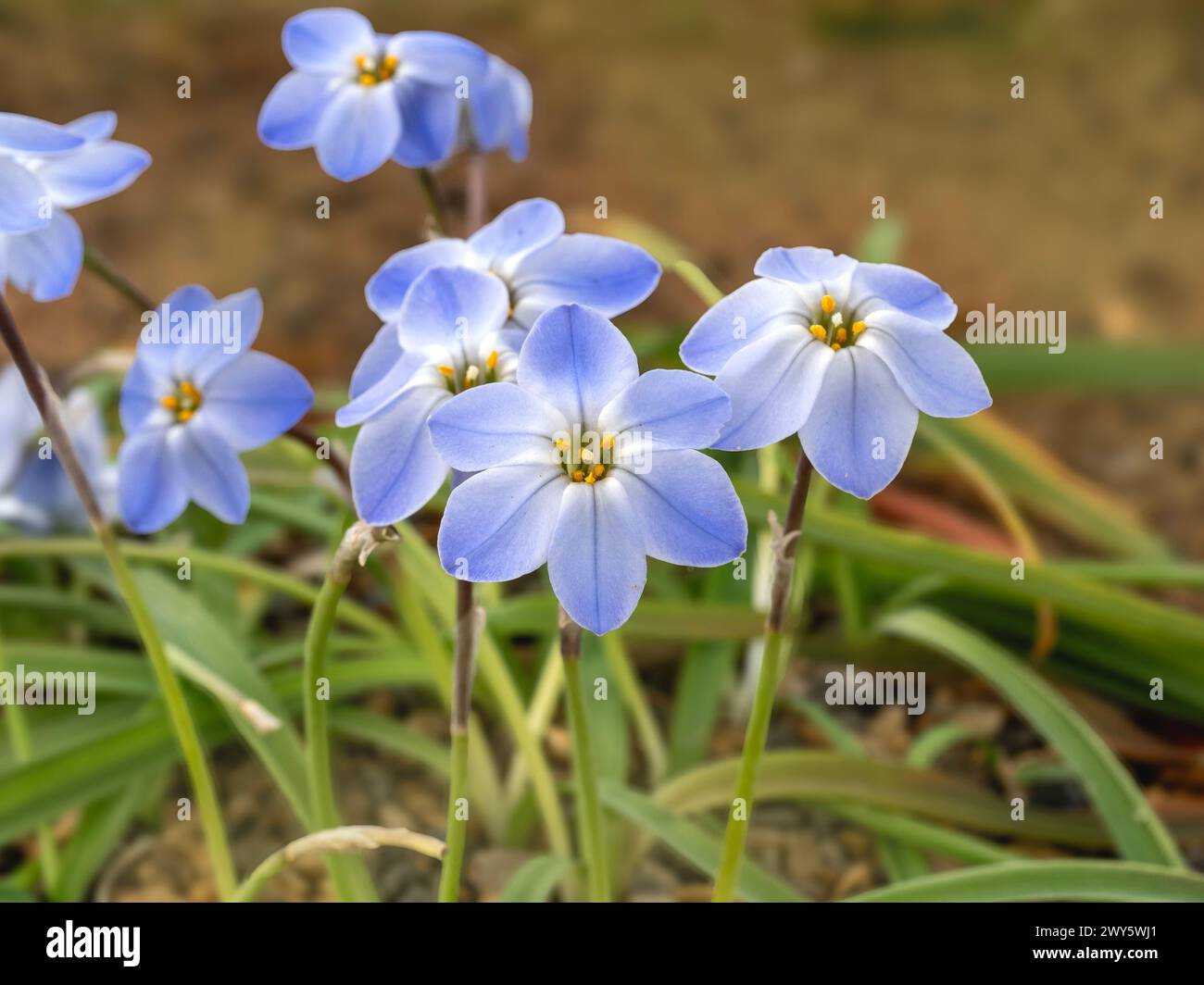 Pretty blue Ipheion uniflorum spring starflowers, variety Rolf Fiedler Stock Photo