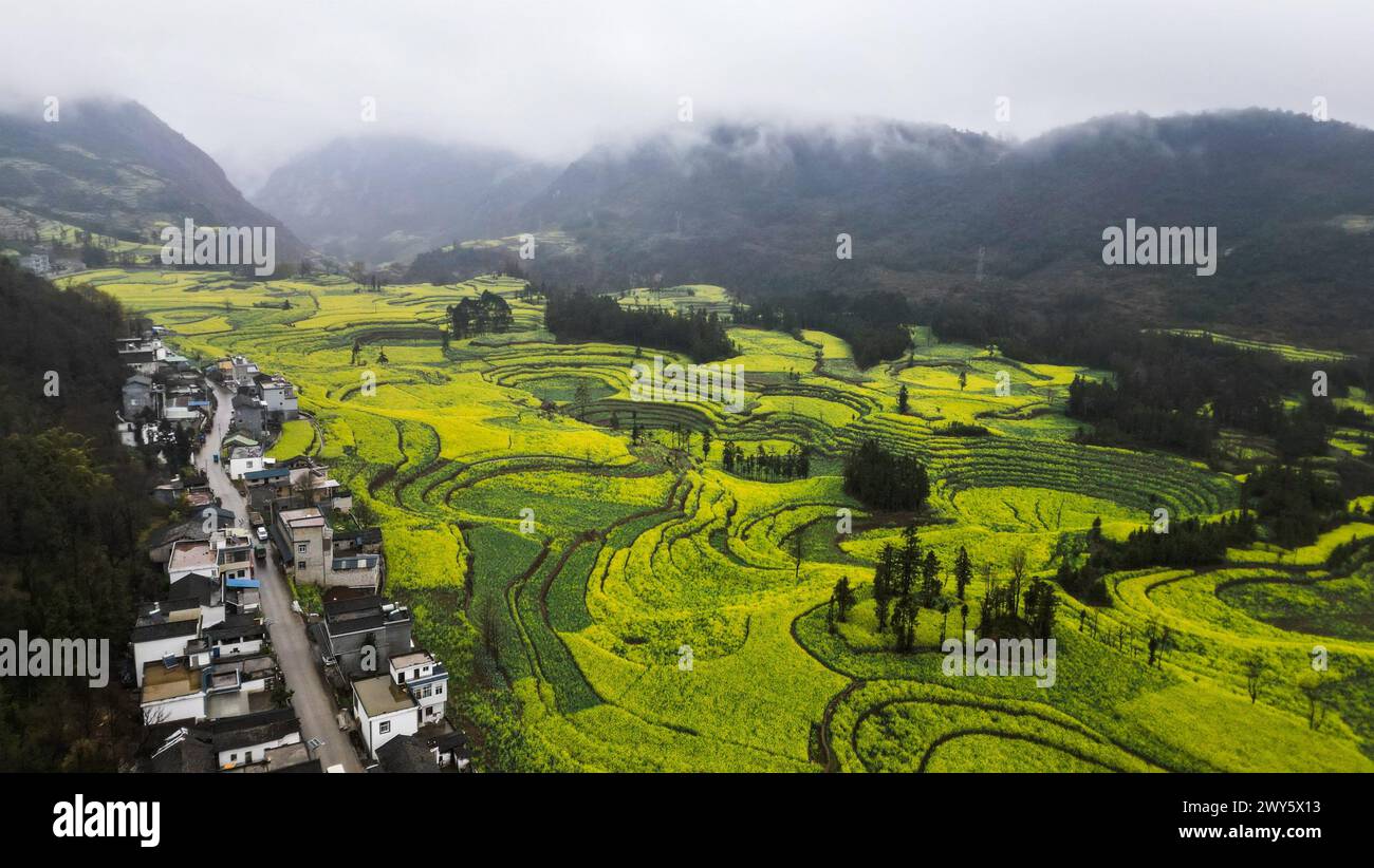 An aerial view of lush green nature in Luosi Field, Luoping China Stock Photo