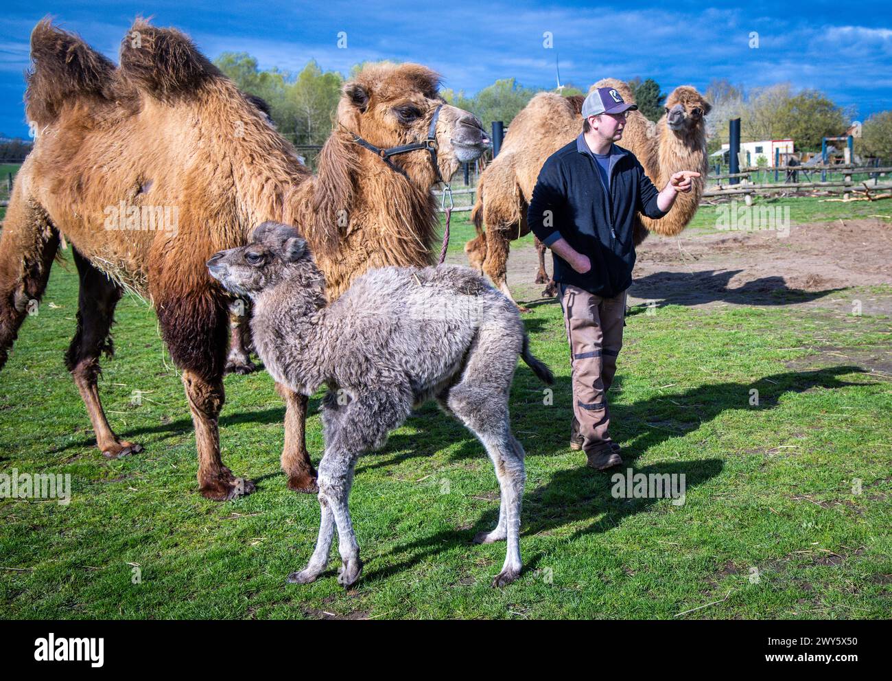 Ziegendorf, Germany. 04th Apr, 2024. The little camel stallion 'Kadir', born on 28.03.2024, is in a meadow with mom 'Chicky' and junior boss Marlon Kröplin at the private animal park 'Elefantenhof Platschow'. The camels on the Kröplin family's farm come from circuses in Switzerland and Germany. 'Kadir' is the first camel offspring on the farm, which takes special care of elephants. Credit: Jens Büttner/dpa/Alamy Live News Stock Photo