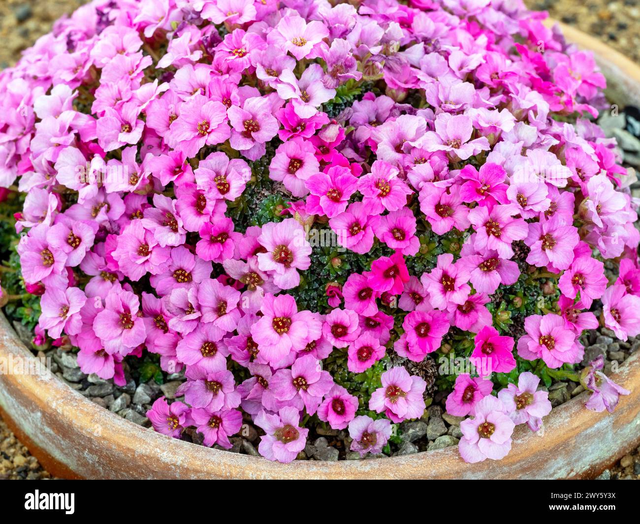 Pretty pink flowers of Saxifraga x poluanglica variety Frank Sinatra Stock Photo