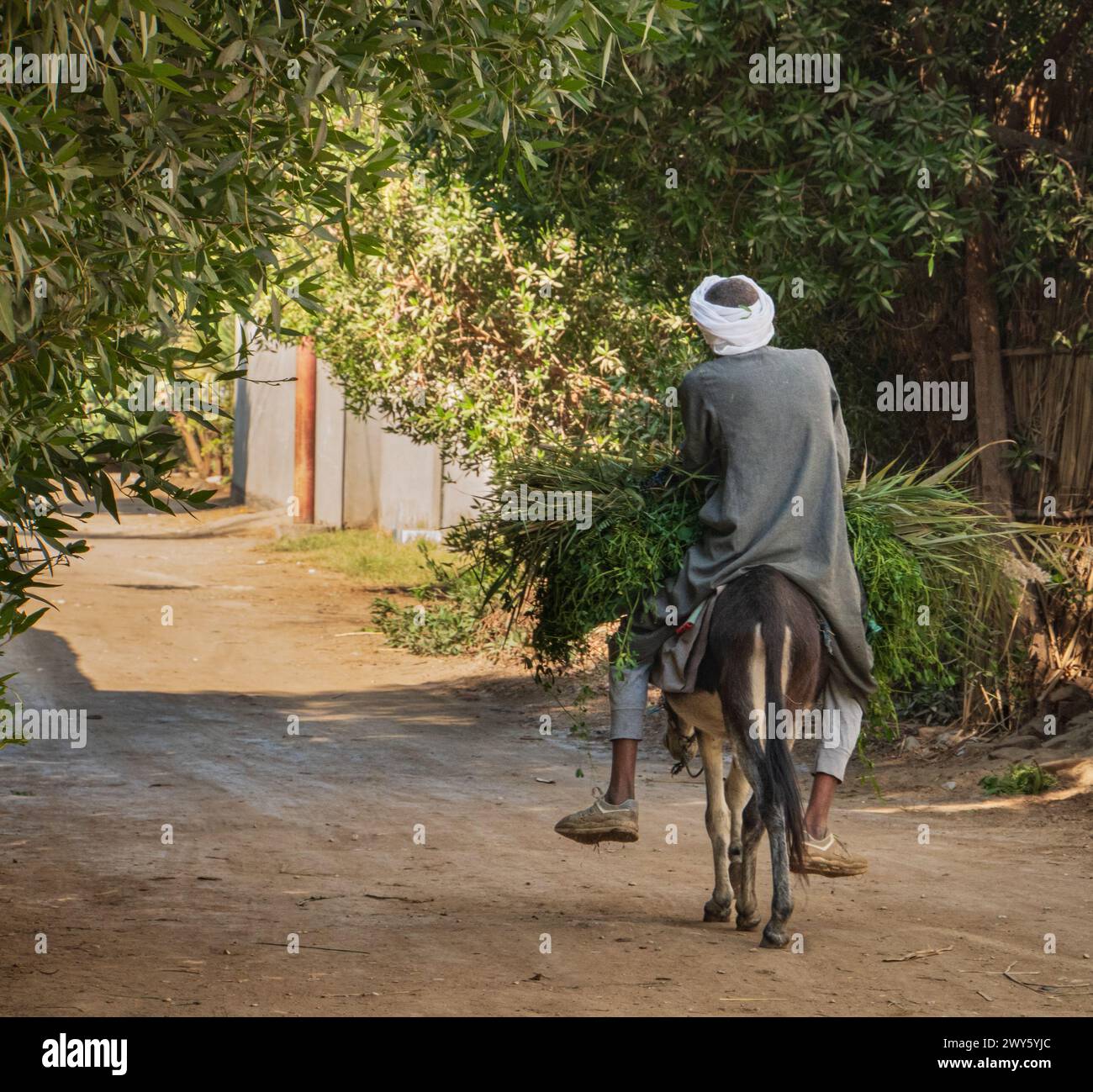 East Bank of the Nile River, Luxor, Egypt- December 30, 2023: Egyptian farmer taking his fresh cut hay on the road riding his donkey Stock Photo