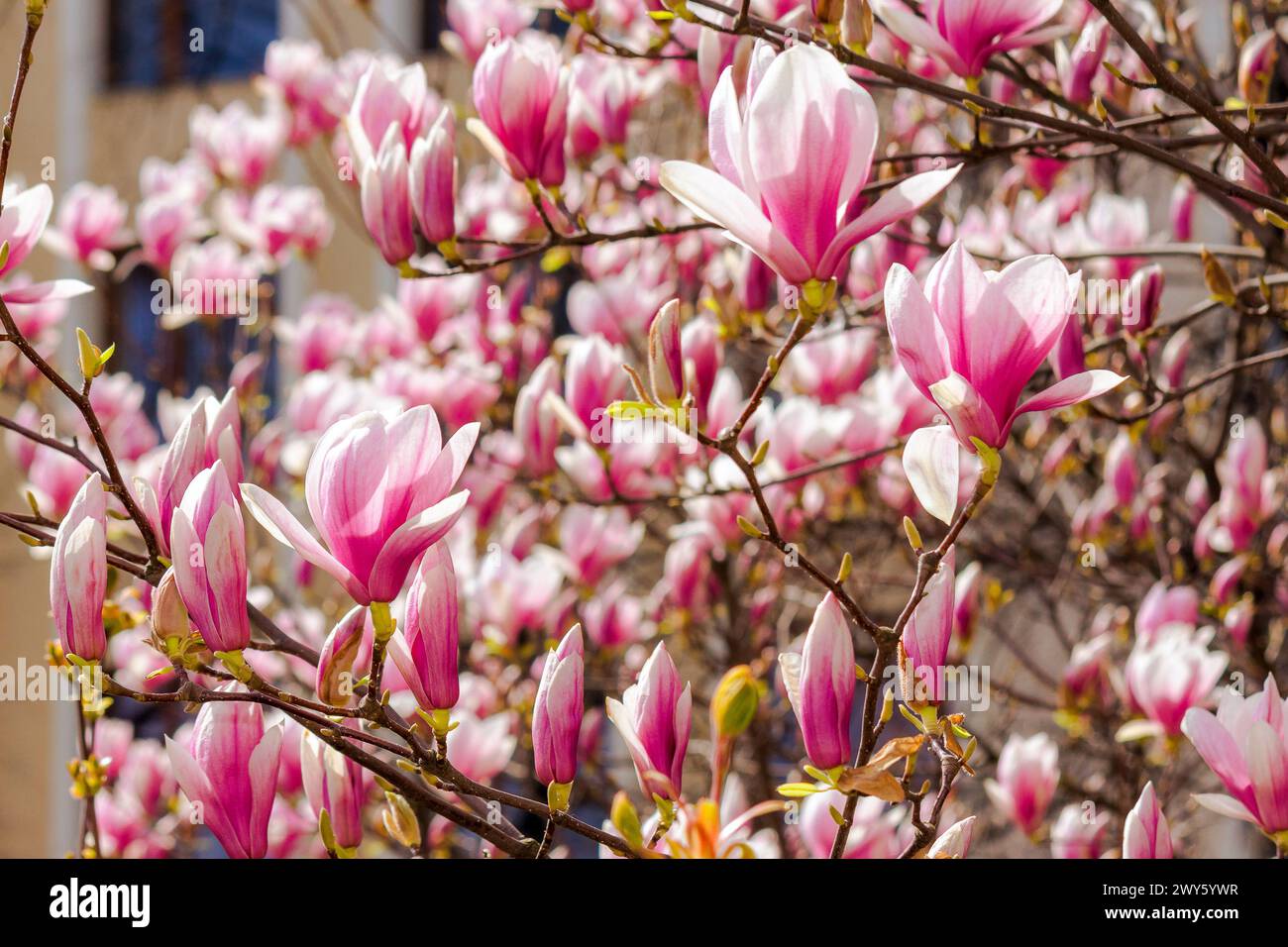 Magnolia tree full bloom hi-res stock photography and images - Alamy