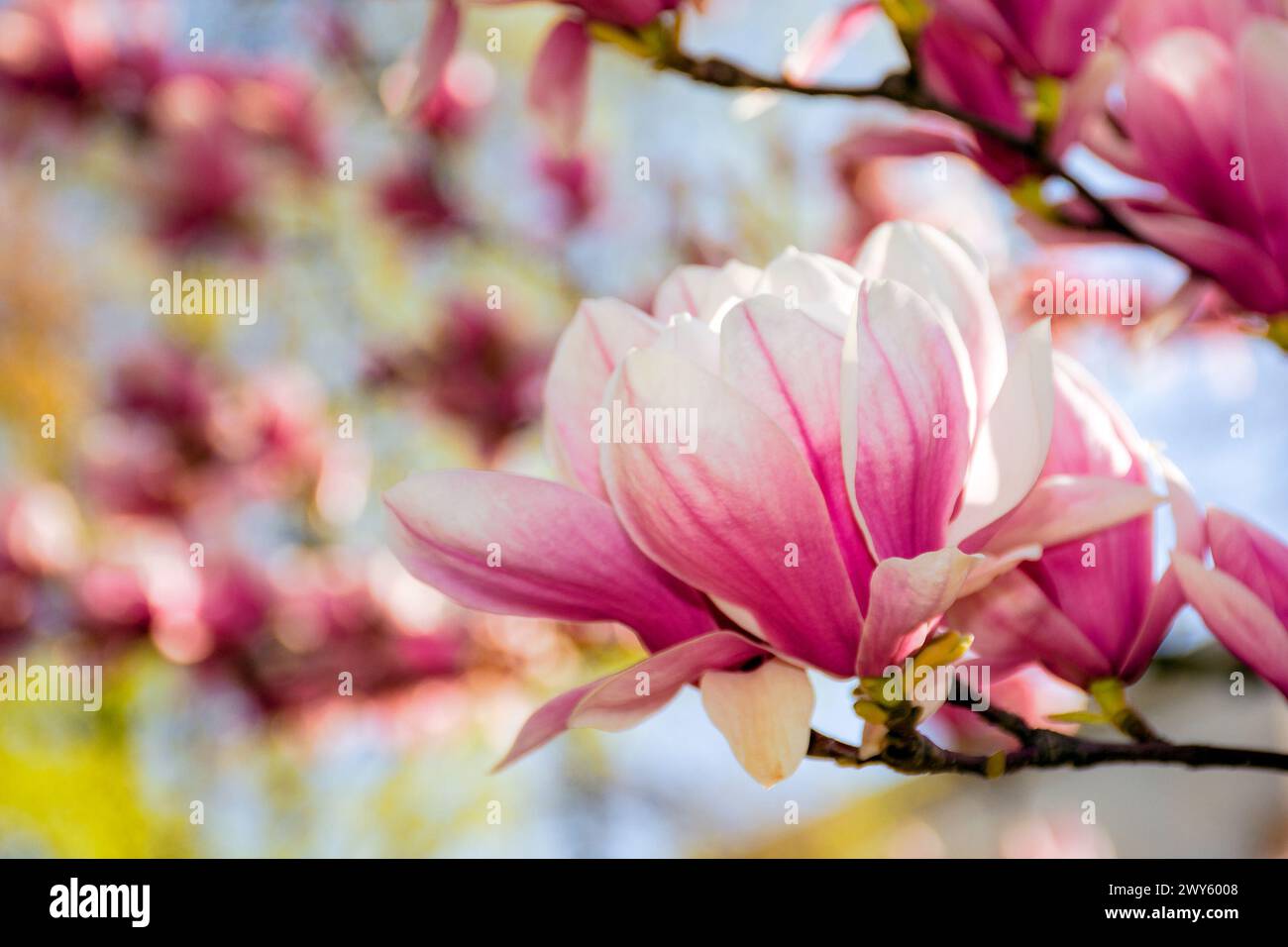 pink flowers of magnolia soulangeana tree in bloom. beautiful natural background in spring Stock Photo