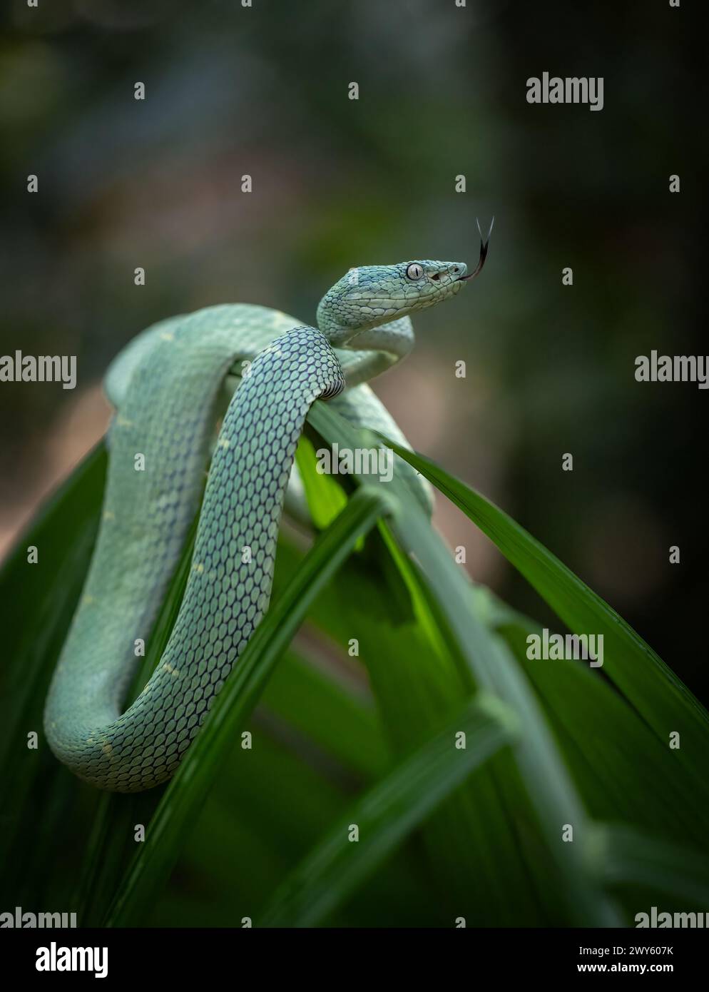 A venomous viper snake in Costa Rica Stock Photo