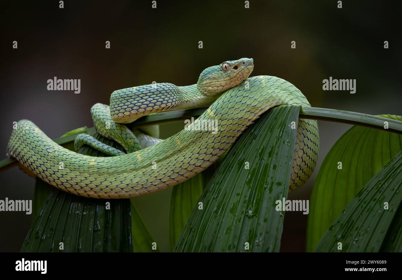 A venomous viper snake in Costa Rica Stock Photo