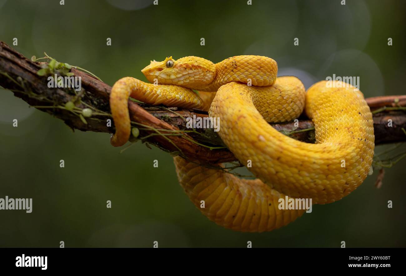 A venomous viper snake in Costa Rica Stock Photo