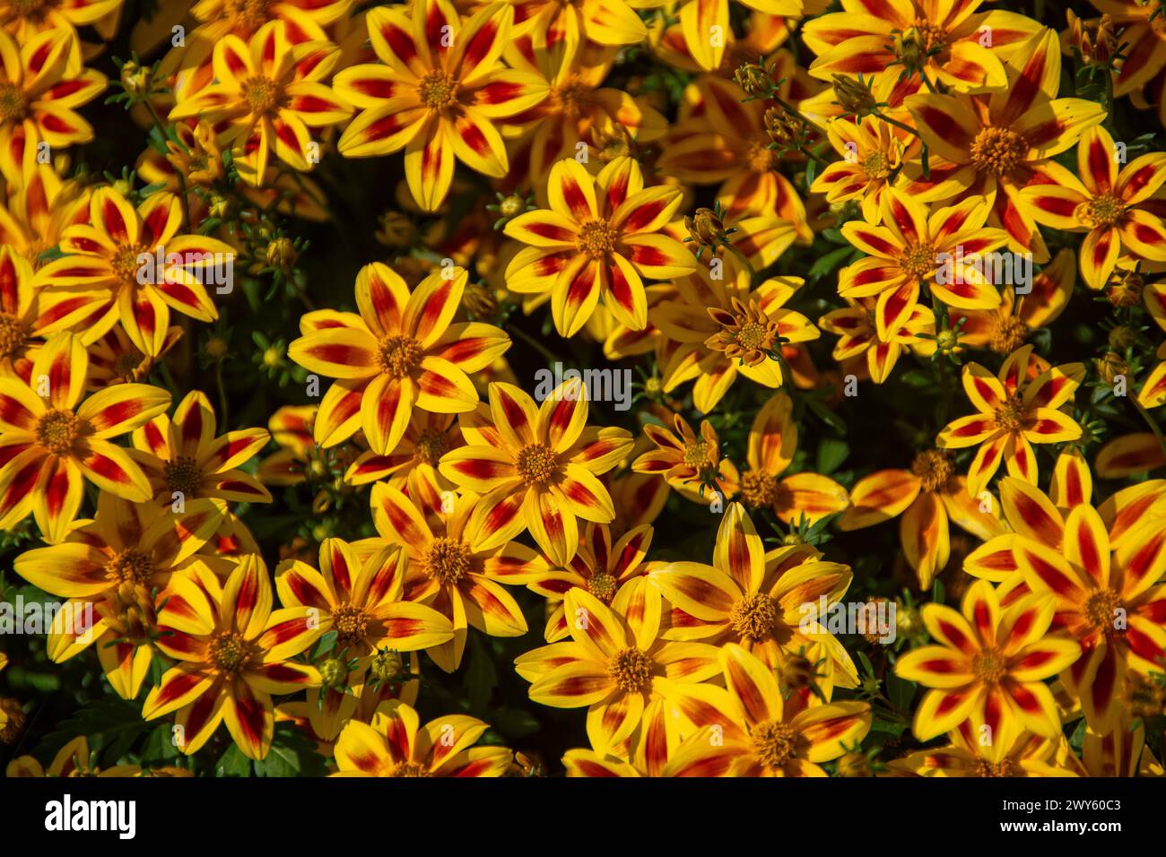 Insect and blooms hi-res stock photography and images - Alamy