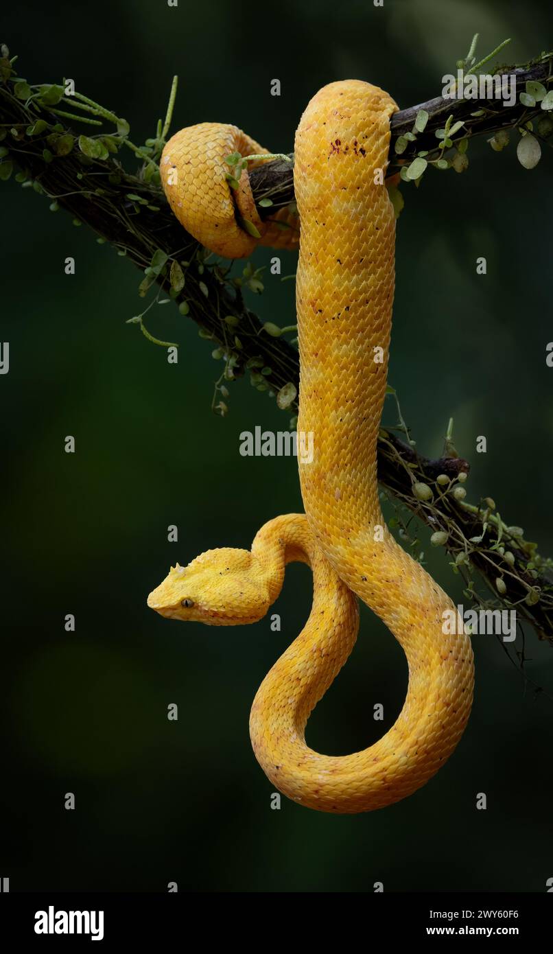 A venomous viper snake in Costa Rica Stock Photo