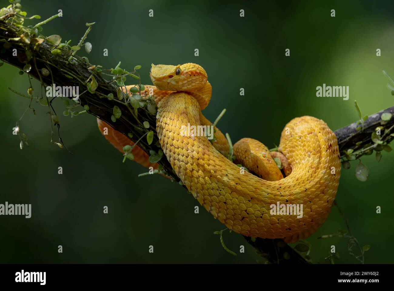 A venomous viper snake in Costa Rica Stock Photo