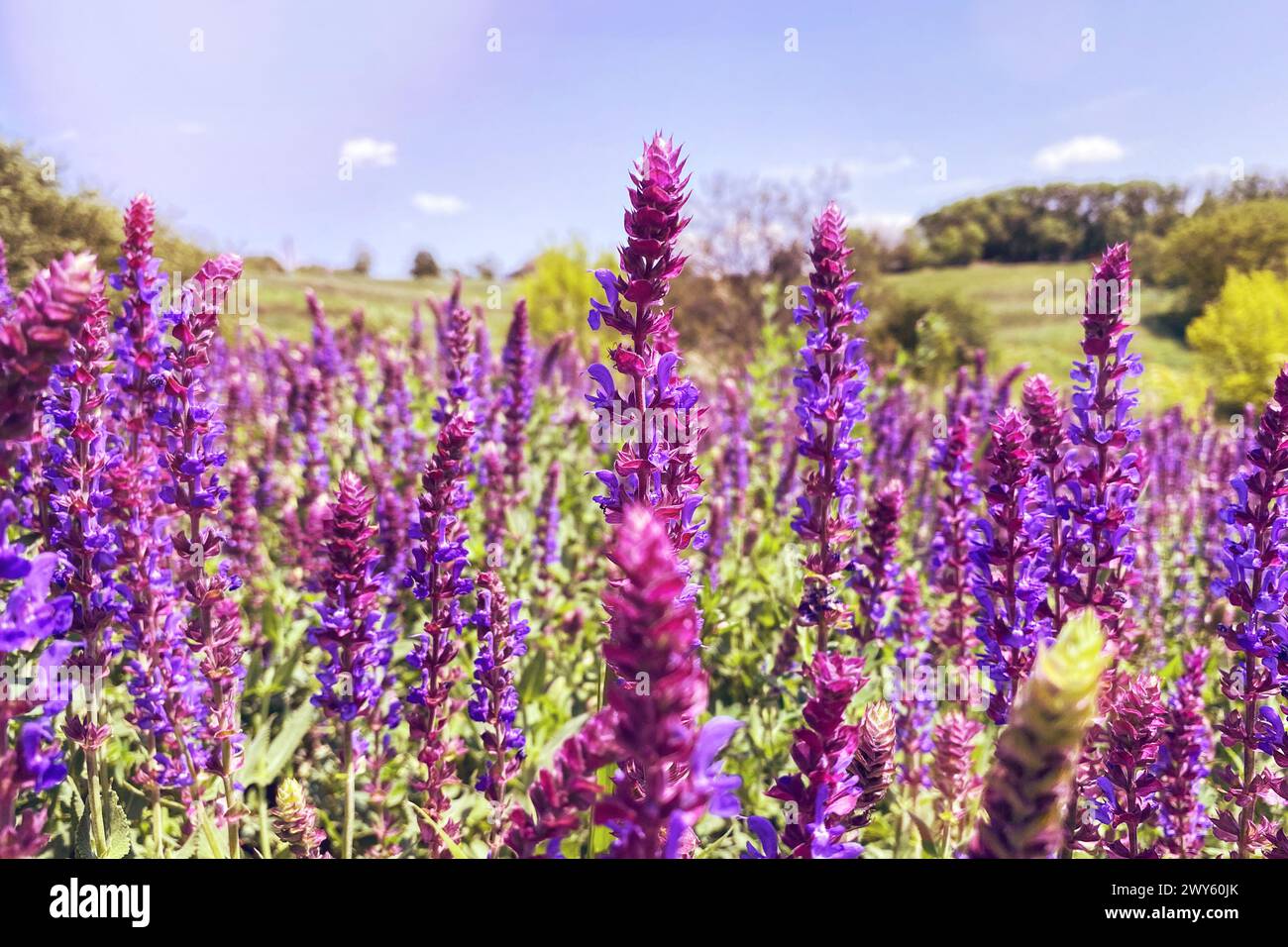 Hyssopus officinalis in meadow. Purple flowers in garden. Aromatic flowers in rural garden. Glade. Stock Photo