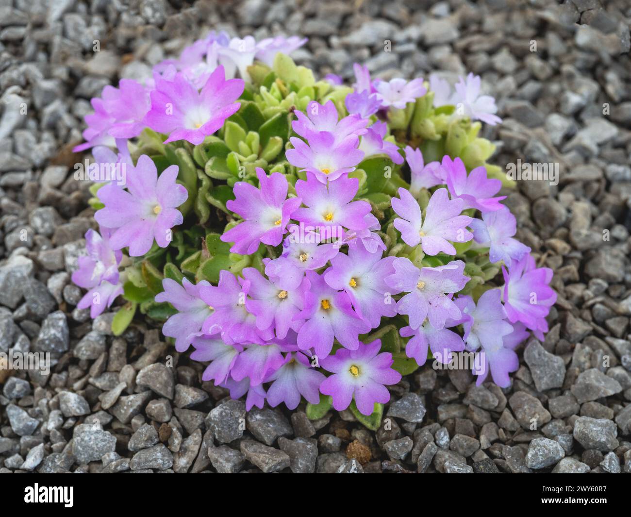 Pretty pink and white flowers of Primula allionii, variety Lucy Stock Photo