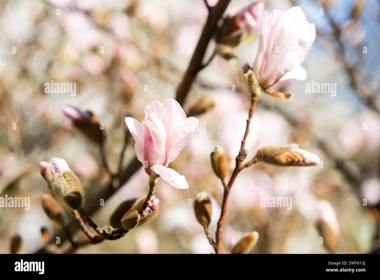 Fresh magnolia flowers blooming in spring. Beautiful pink magnolia tree blossom against light sky. Close up. Selective focus. Blurred background. High Stock Photo