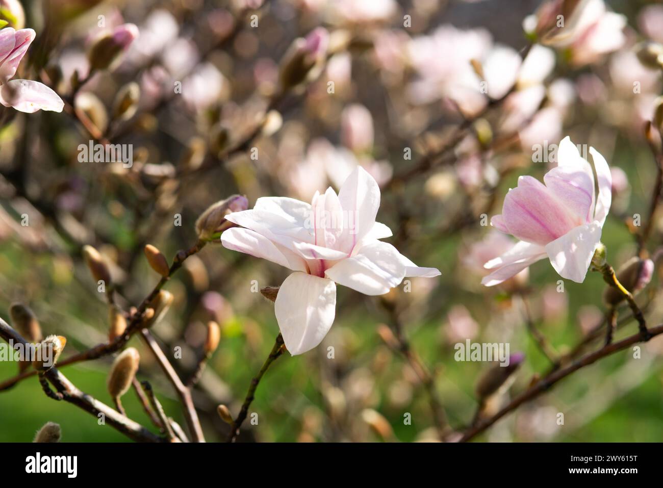 Fresh magnolia flowers blooming in spring. Beautiful pink magnolia tree blossom against light sky. Close up. Selective focus. Blurred background. High Stock Photo