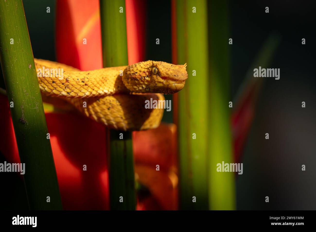 A venomous viper snake in Costa Rica Stock Photo