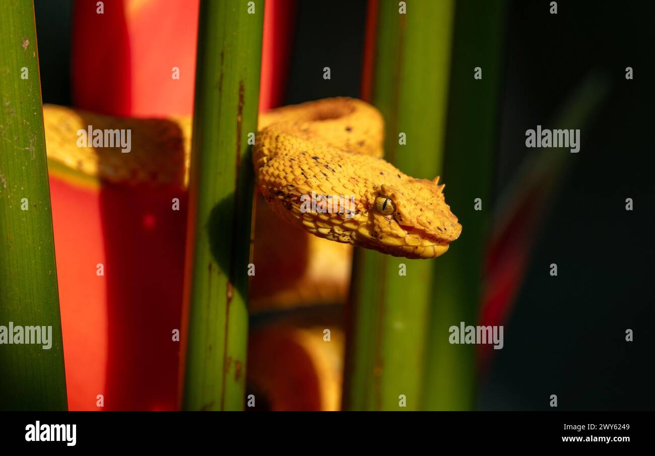 A venomous viper snake in Costa Rica Stock Photo