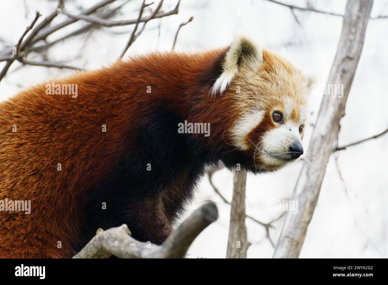 Red panda (Ailurus fulgens), or lesser panda, is a small mammal native to the eastern Himalayas and southwestern China Stock Photo