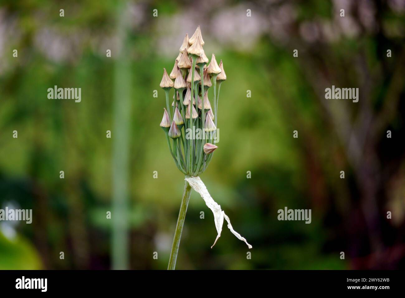 Allium Siculum Ucria 'Sicilian Honey Garlic' Seed Heads grown in the Borders of Lowther Castle, Lake District National Park, Cumbria, England, UK. Stock Photo