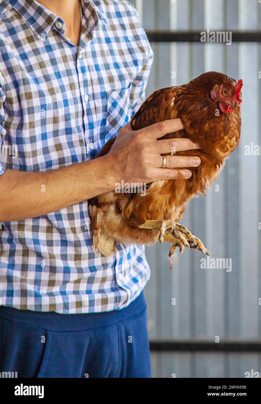 The farmer holds a chicken in his hands. Selective focus Stock Photo ...