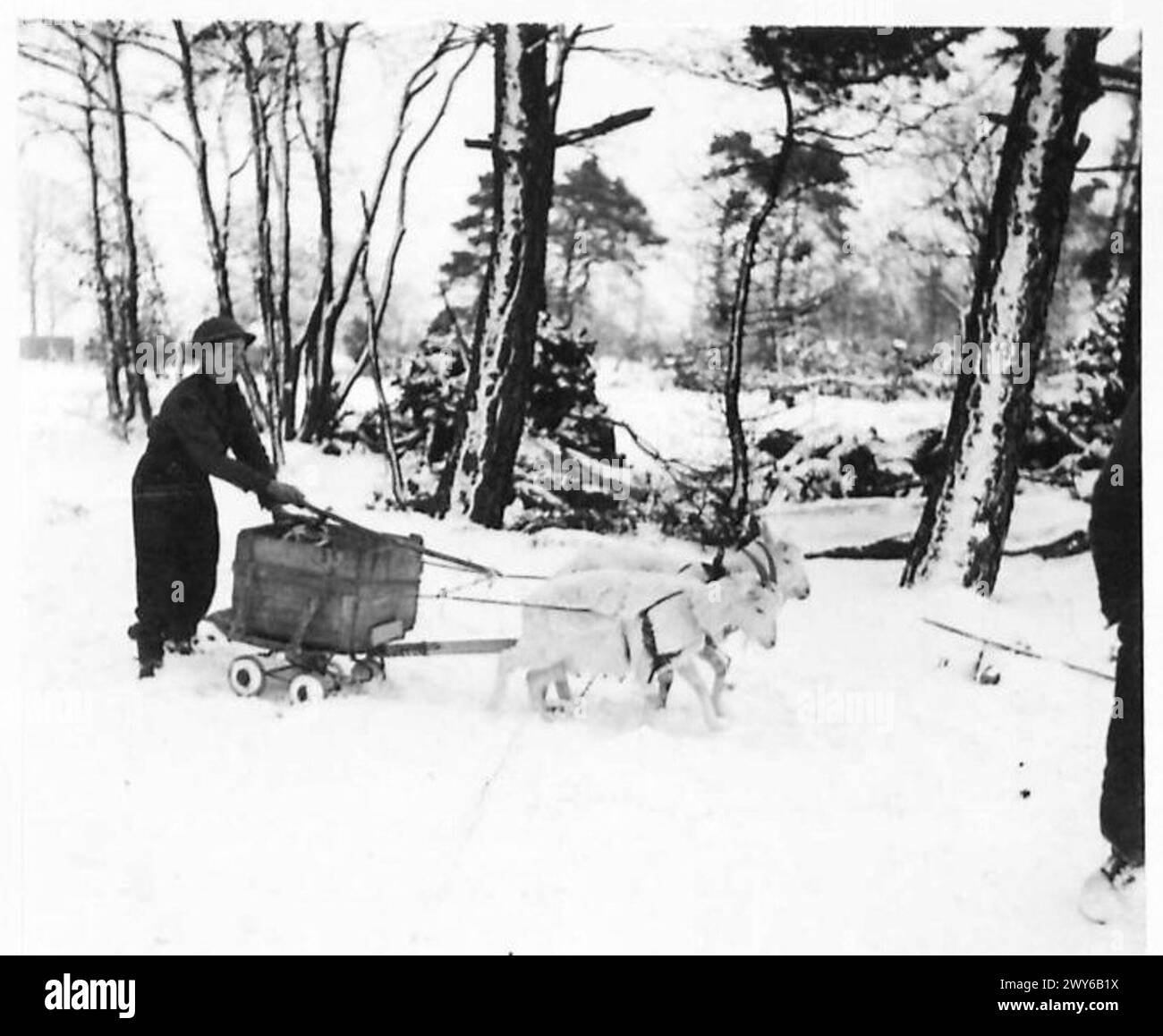 GOAT CART DELIVERS THE RATIONS The goat cart making its way to the cookhouse, attended by Pte