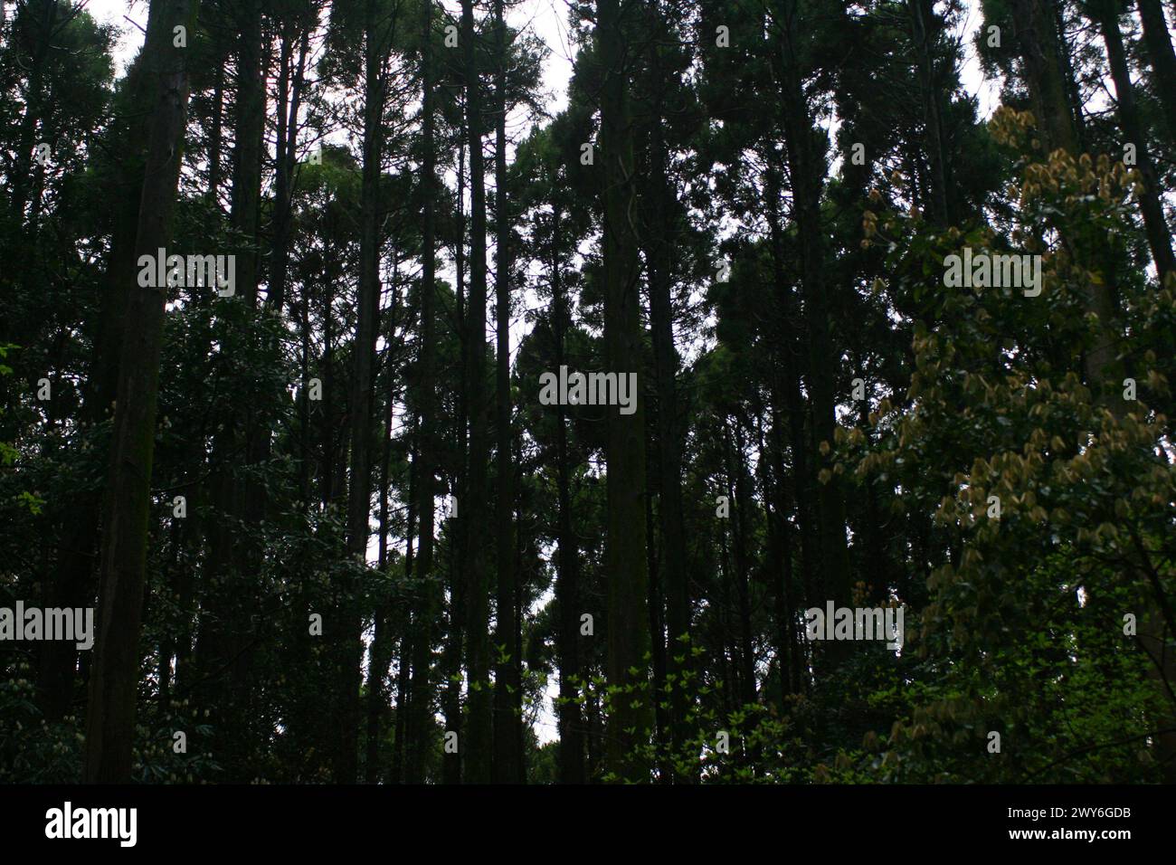 Trees In Japan Stock Photo Alamy Trees In Japan Stock Photo Alamy