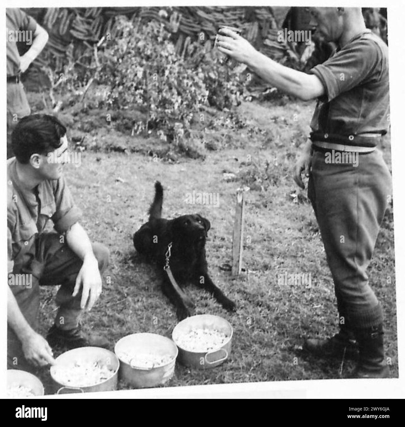 WAR DOGS HUNT MINES - Feeding time is a very popular occasion and Don, a Labrador retriever, waits patiently while his meal is prepared. , British Army, 21st Army Group Stock Photo