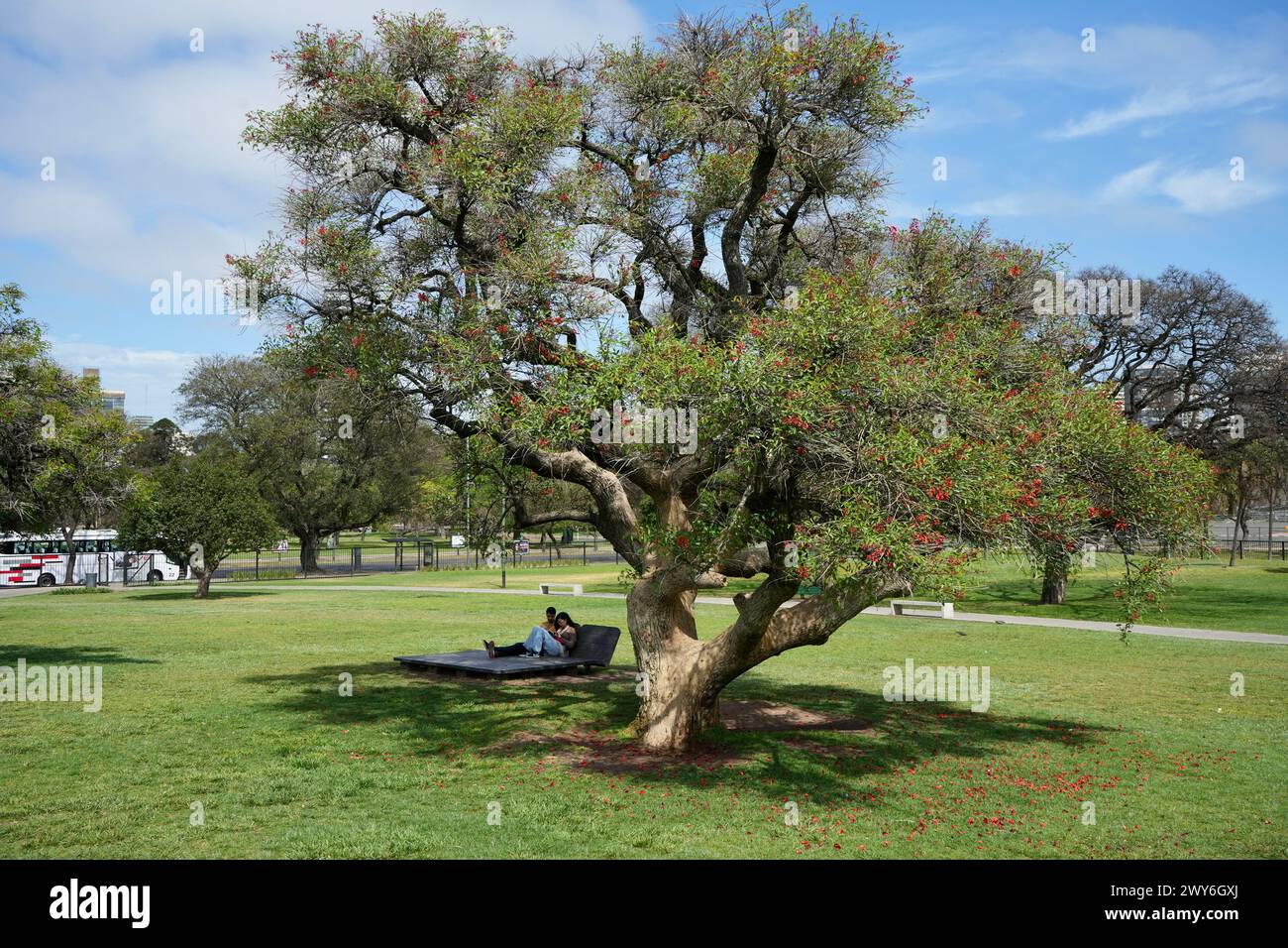 Brazilian Coral Tree (Erythrina Falcata) in a Buenos Aires Park. Stock Photo
