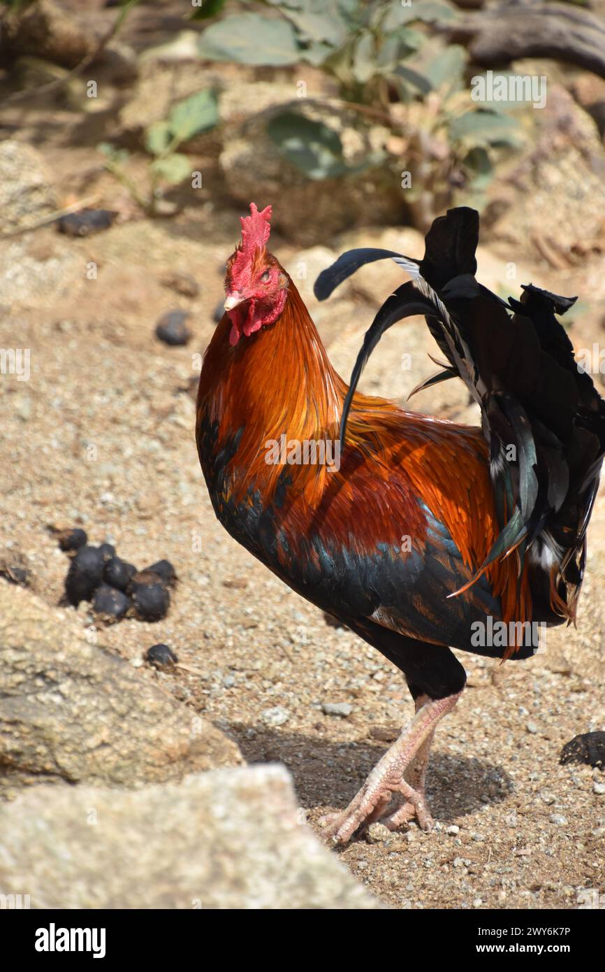 Cockerel bird crown hen hi-res stock photography and images - Alamy