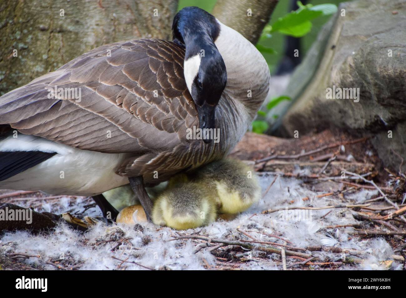 A mother Canada goose looks after her newborn babies in a nest in a park in Germany. Credit: Vuk Valcic/Alamy Stock Photo