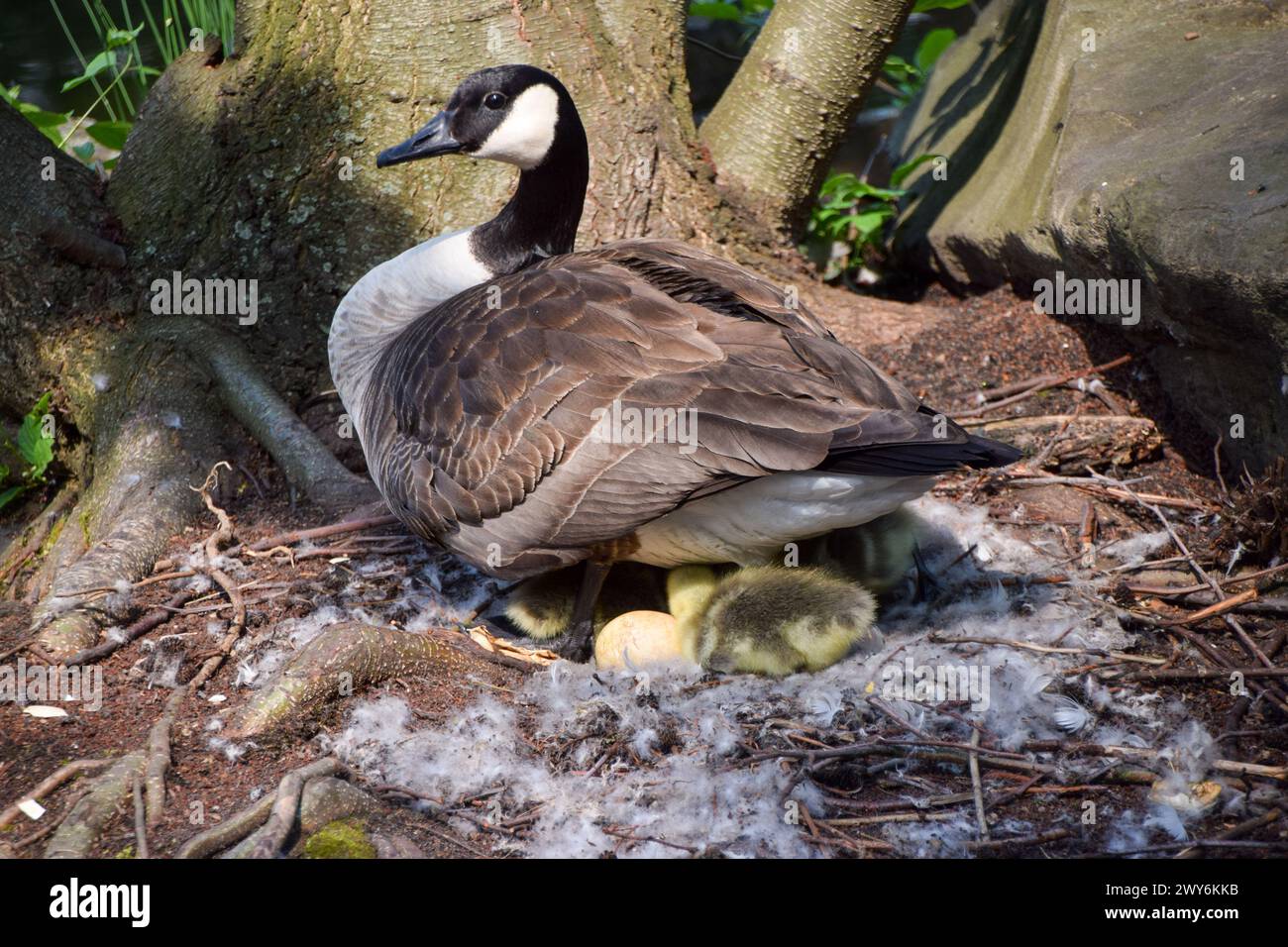 A mother Canada goose looks after her newborn babies in a nest in a park in Germany. Credit: Vuk Valcic/Alamy Stock Photo