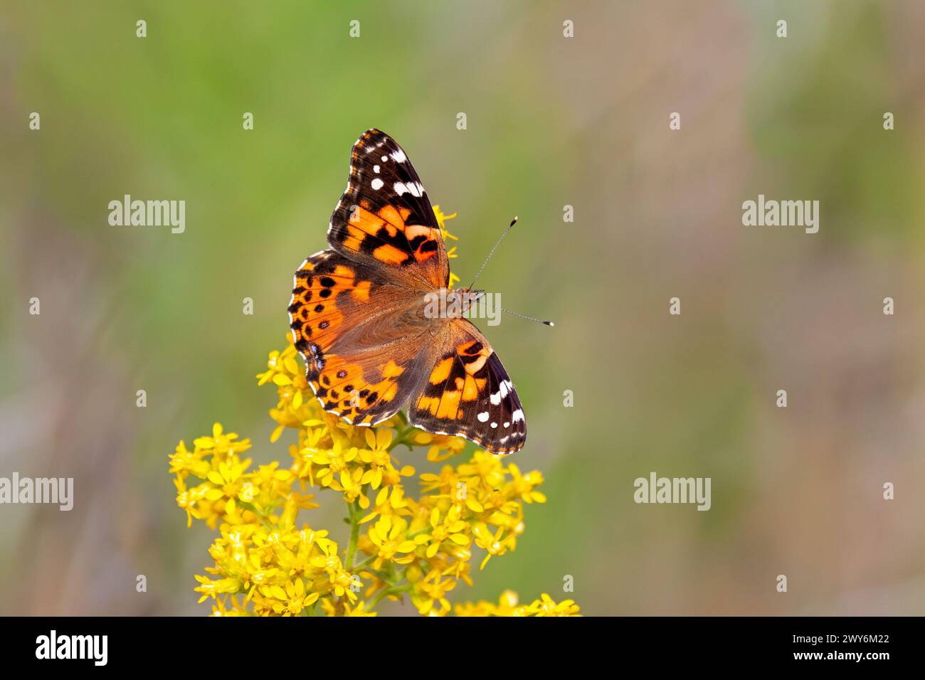 A Painted Lady Butterfly Pollinates a Goldenrod Flower Stock Photo