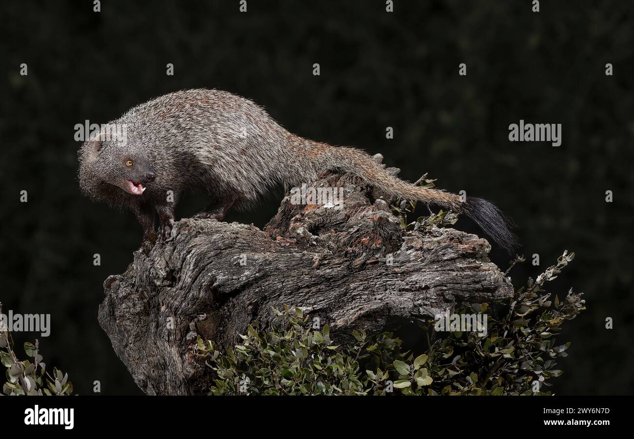 Egyptian mongoose (Herpestes ichneumon), Salamanca, Castilla y Leon, Spain Stock Photo