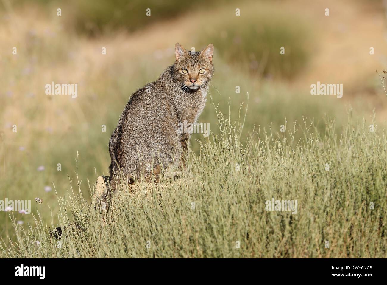European wildcat (Felis silvestris), Salamanca, Castilla y León, Spain Stock Photo