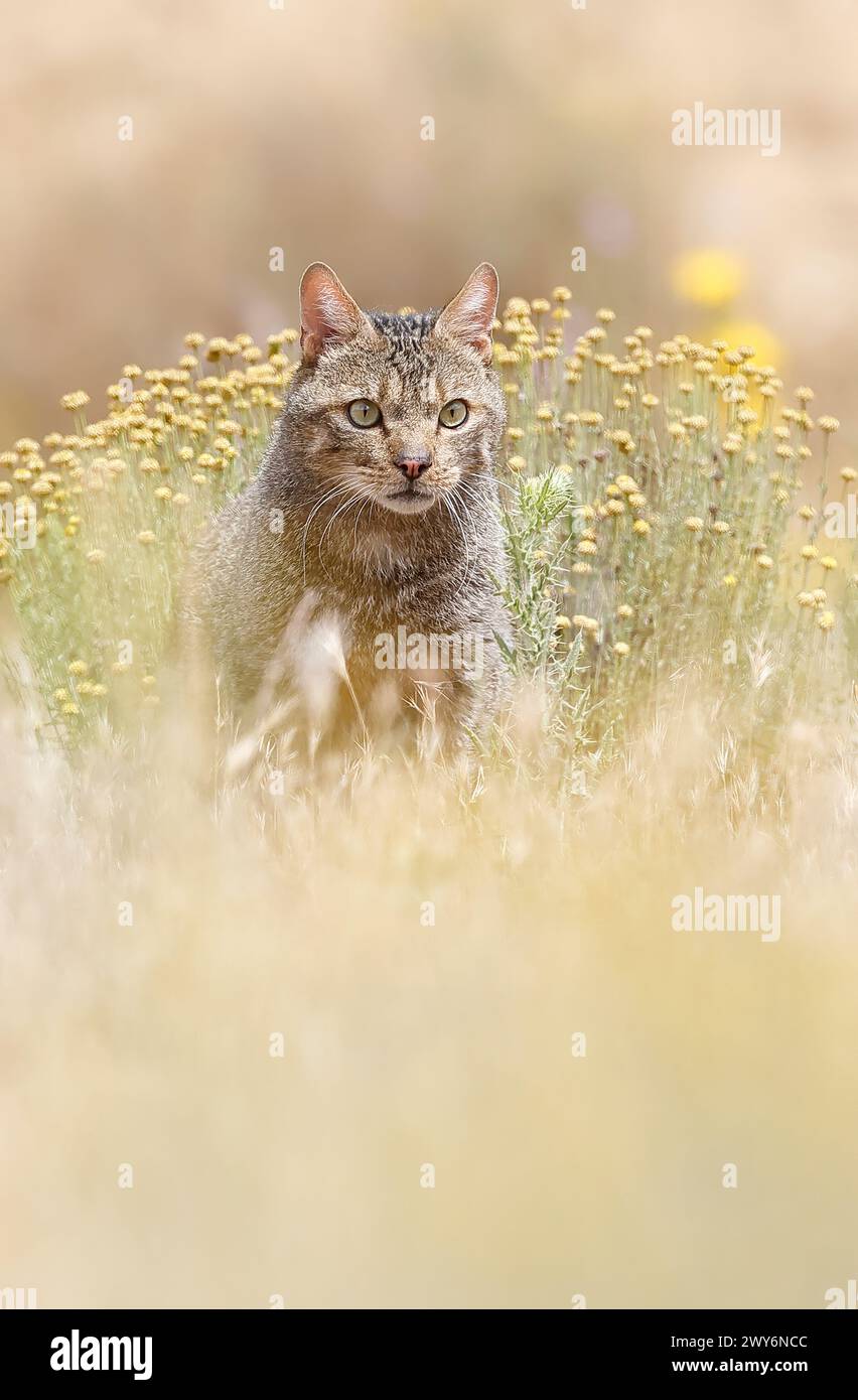 European wildcat (Felis silvestris), Salamanca, Castilla y León, Spain Stock Photo