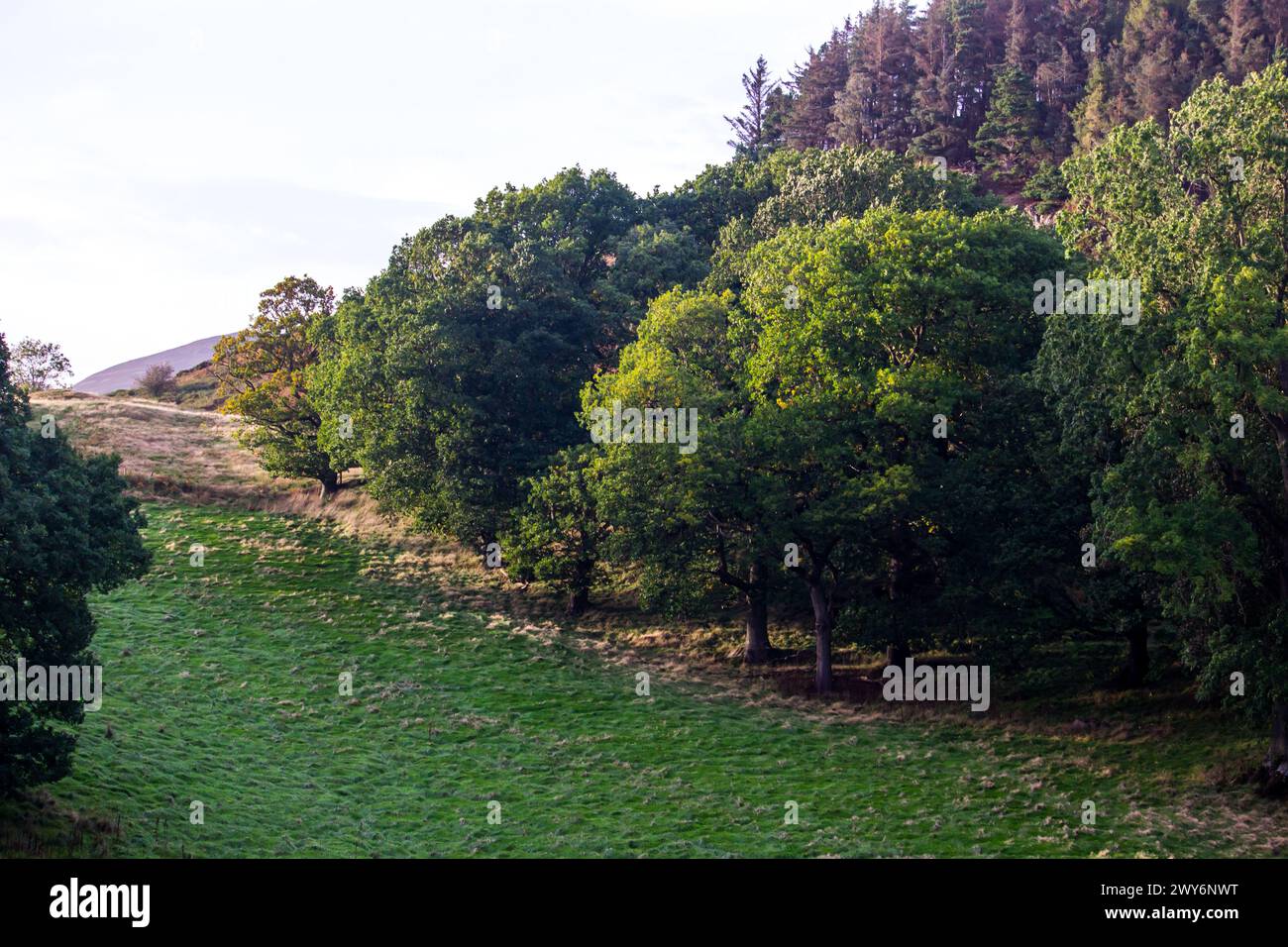 Broadleaf woodland along the edges of the pastures in the golden late afternoon light in the Clwydian Range in Wales Stock Photo