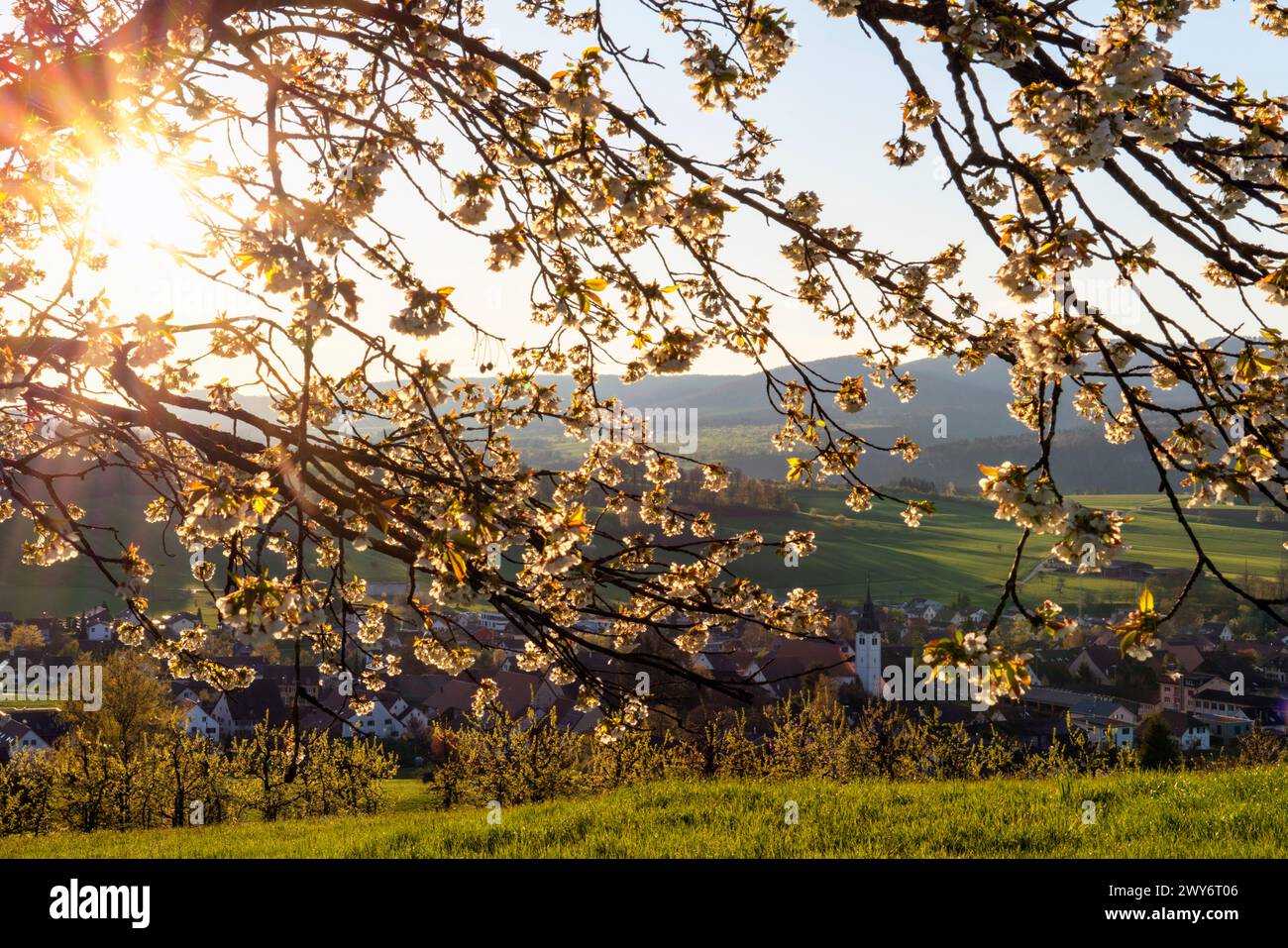 Brislach, Baselland, Baselbiet, Laufental, village view, Switzerland, cherry blossoms, spring, Brislach BL Stock Photo