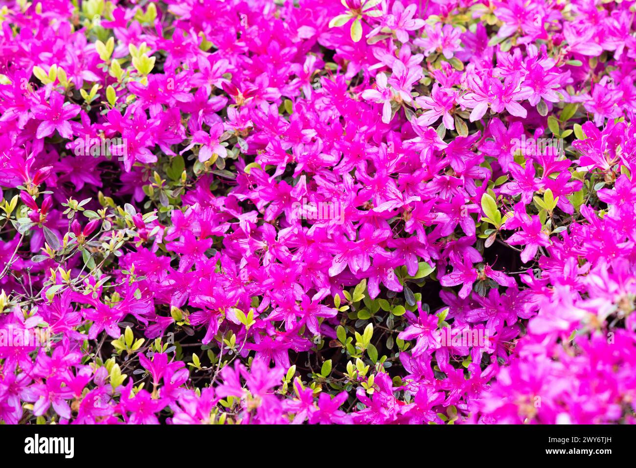 Pink rhododendron japonicum blooming in the garden Stock Photo - Alamy