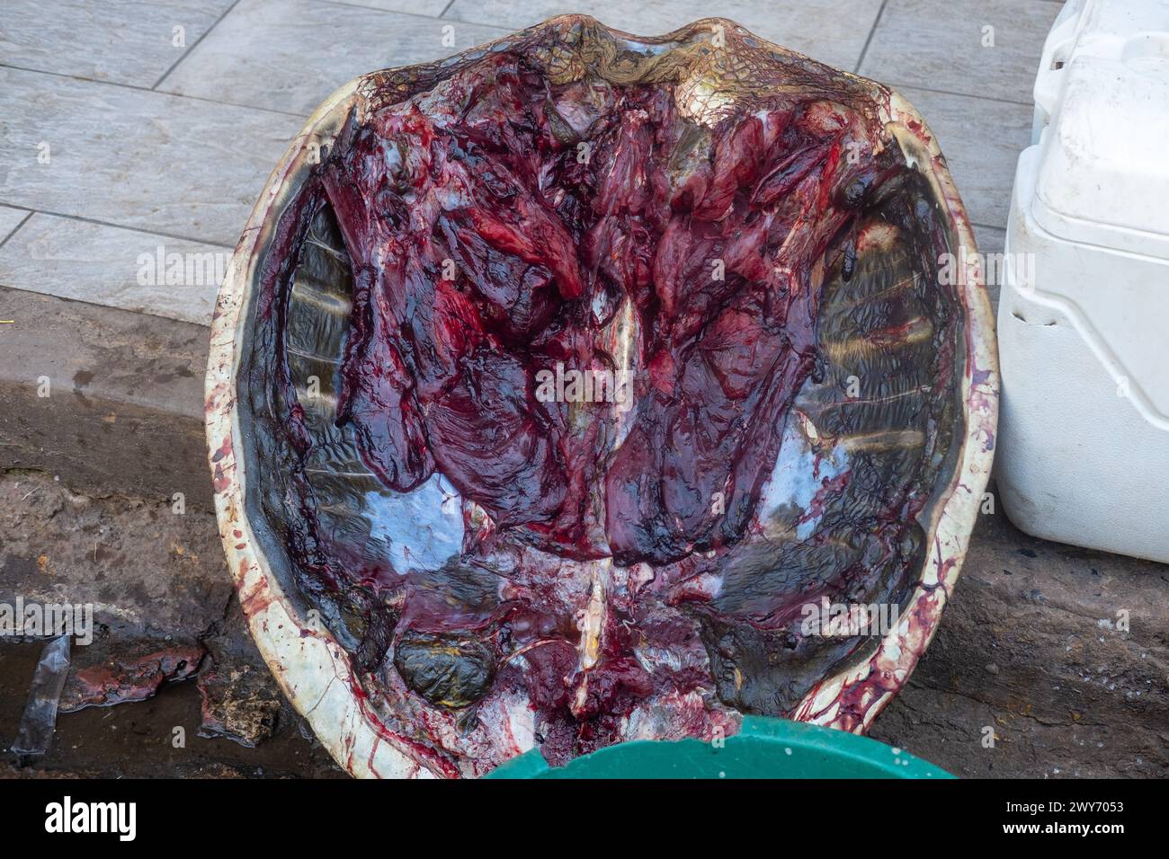 Photo of illegal turtle meat for sale on roadside in latin America. Stock Photo