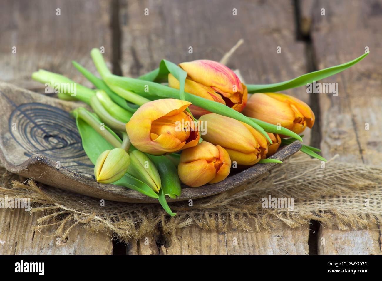 orange tulips on wooden background Stock Photo