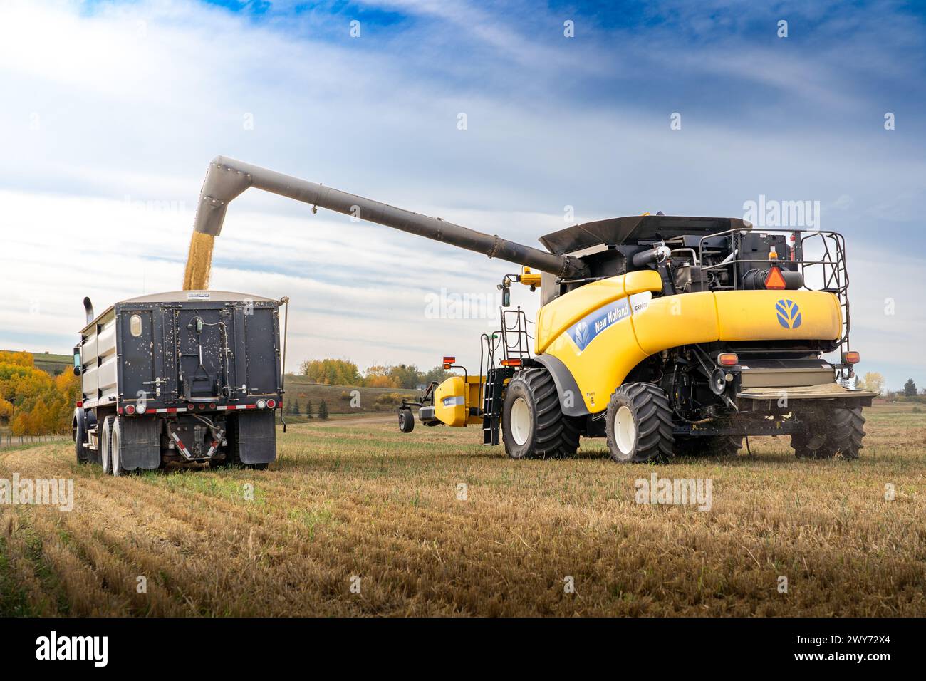 Rocky View County Alberta Canada, October 12 2023: Combine unloading ...
