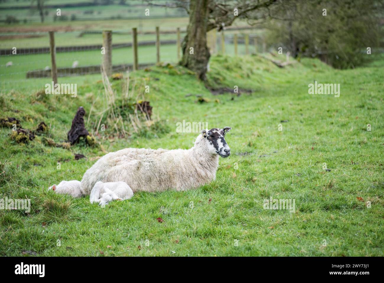 Lambing in full swing april 2024 hires stock photography and images