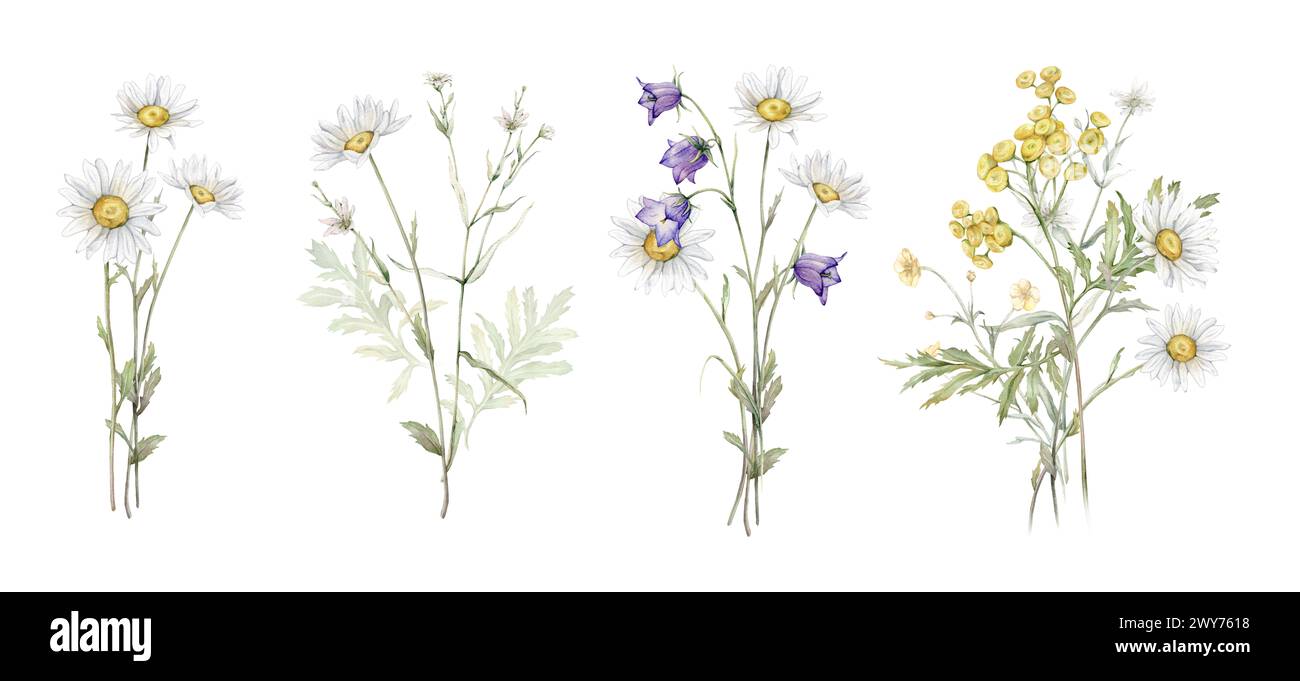 Watercolor botanical set of bouquets of summer meadow flowers. Hand drawn illustration of Chamomile and little violet bell. Yellow tansy and white Stock Photo