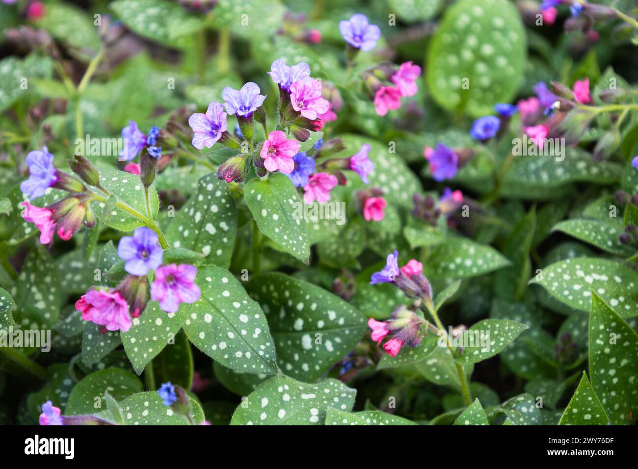 Blossom of bright Pulmonaria in spring. Lungwort. Flowers of different shades of violet in one inflorescence. Honey plant. The first spring flower Stock Photo