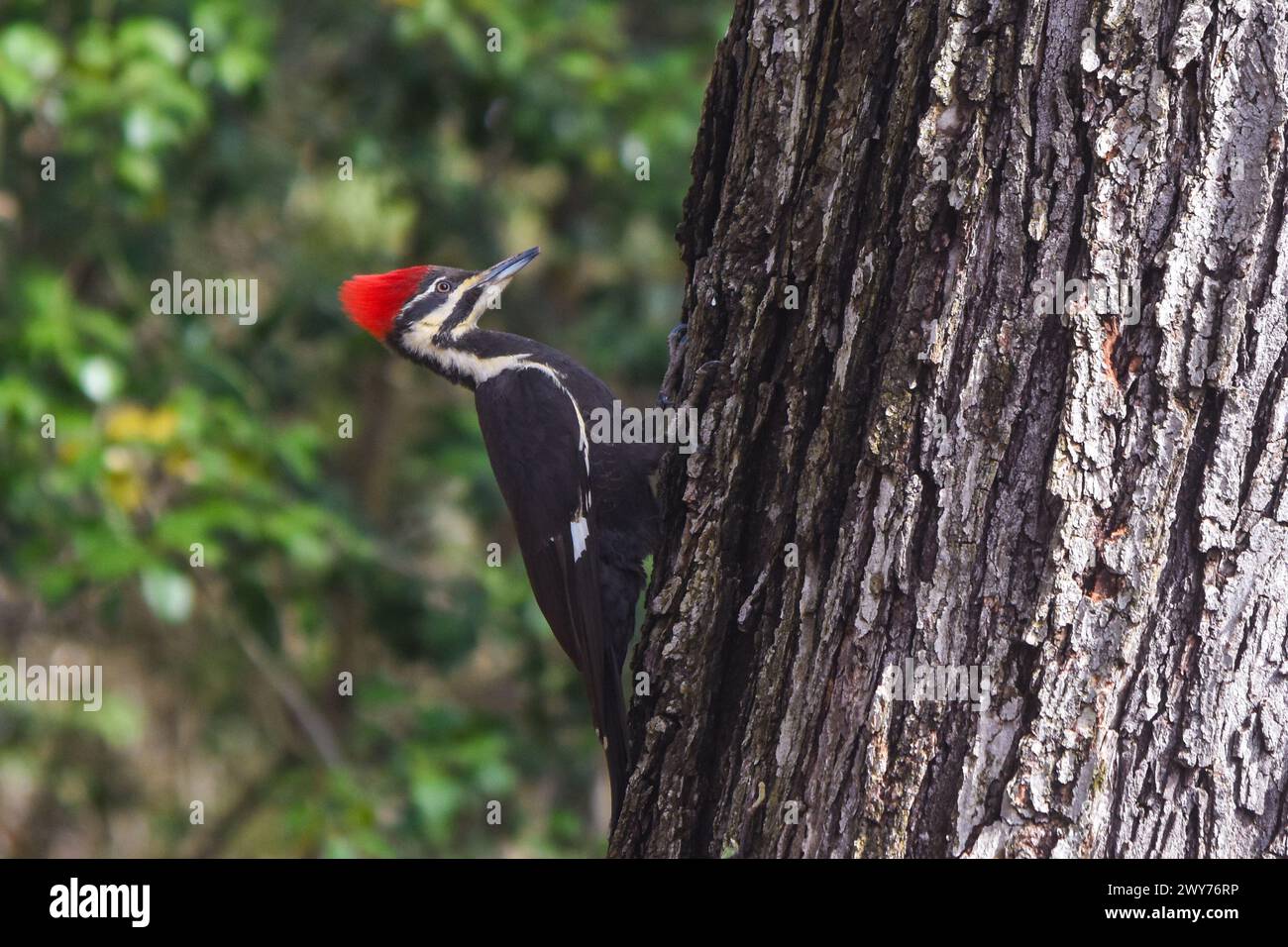 Pileated woodpecker. Arlington, Virginia USA Stock Photo